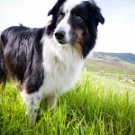 Panda the Vineyard Pup