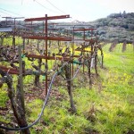 The vines
