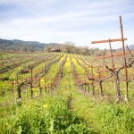 Beauty of the vines Beauty of the vines