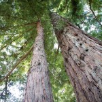 Redwoods at Korbel Redwoods at Korbel