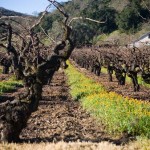 Zinfindel Old Vines Zinfindel Old Vines