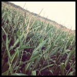 So many corn fields - Delmarva!