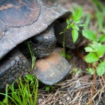 Torti