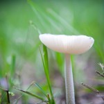 Cool Shroom