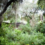 House through jungle from studio.