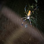 Spidey friend.
