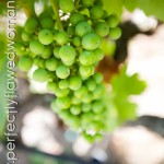 The grapes The grapes