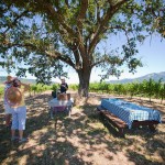 MacCleod Family Vineyards MacCleod Family Vineyards