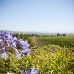 Wine Country Wine Country