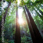 Armstrong Woods in Guerneville Armstrong Woods in Guerneville