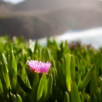 Big Sur