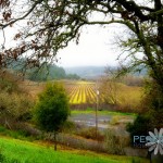Bella Vineyards Bella Vineyards