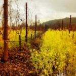 Amista Vineyards Amista Vineyards
