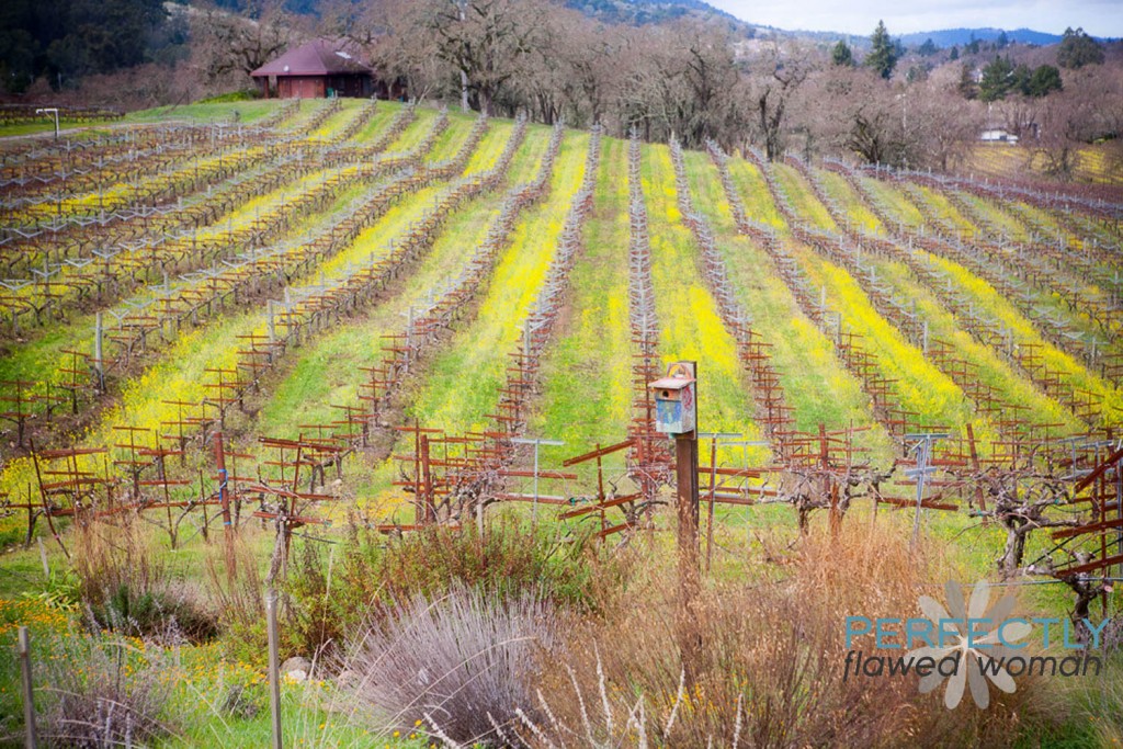 MacCleod Family Vineyard