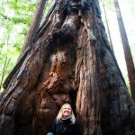 Armstrong Woods in Gurenville, CA Armstrong Woods in Gurenville, CA