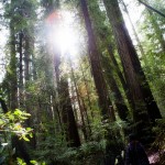 Armstrong Woods in Gurenville, CA Armstrong Woods in Gurenville, CA