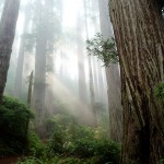 redwood-national-park
